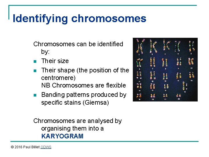 Identifying chromosomes Chromosomes can be identified by: n Their size n Their shape (the