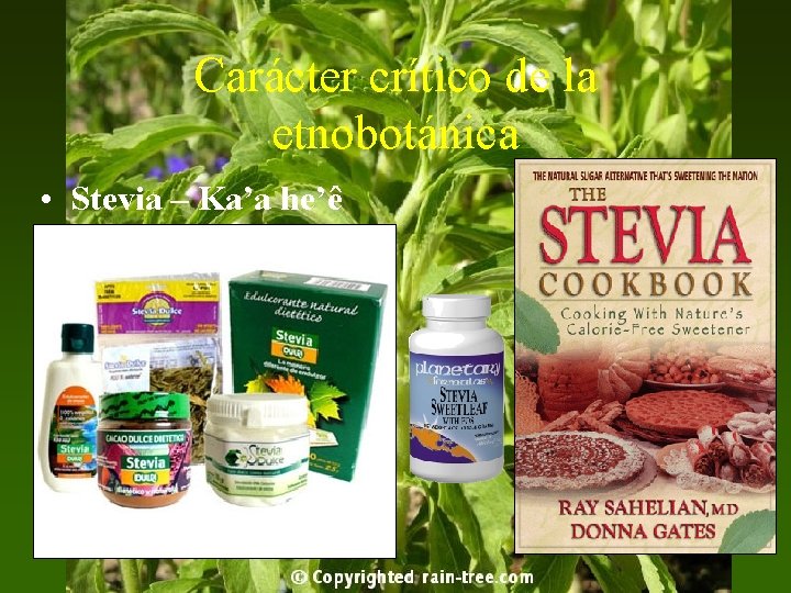 Carácter crítico de la etnobotánica • Stevia – Ka’a he’ê 