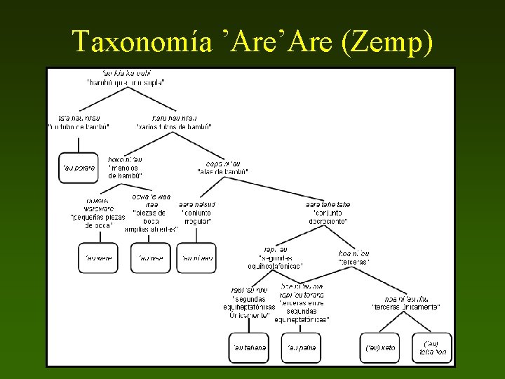 Taxonomía ’Are (Zemp) 