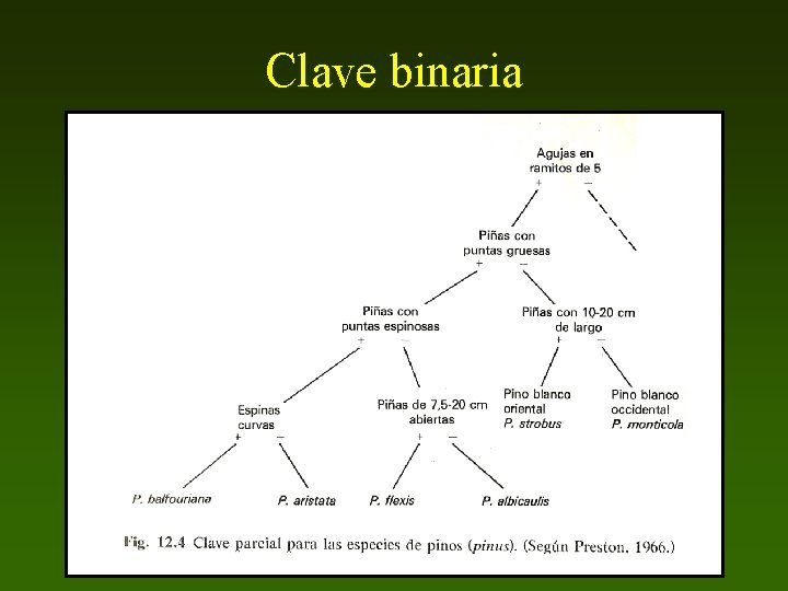 Clave binaria 