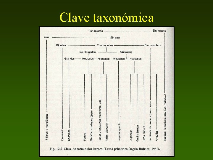 Clave taxonómica 