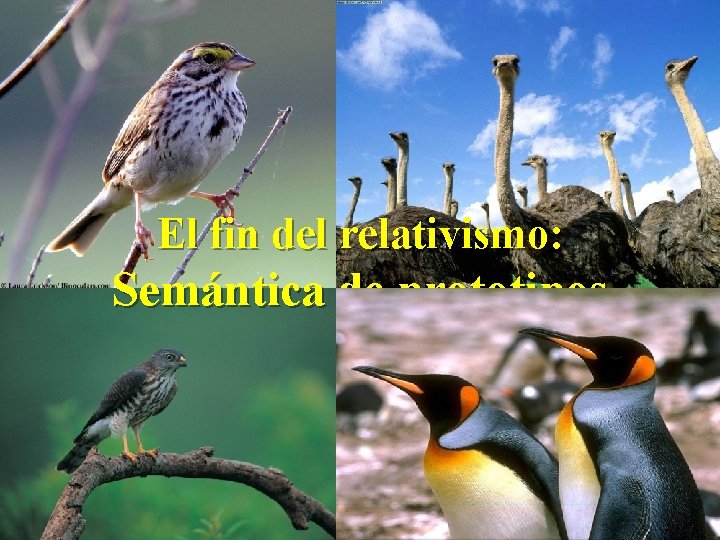 El fin del relativismo: Semántica de prototipos 