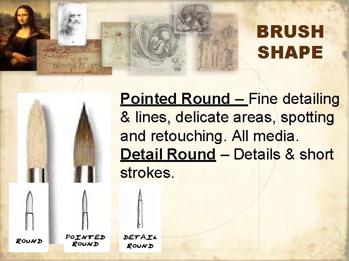 BRUSH SHAPE Pointed Round – Fine detailing & lines, delicate areas, spotting and retouching.
