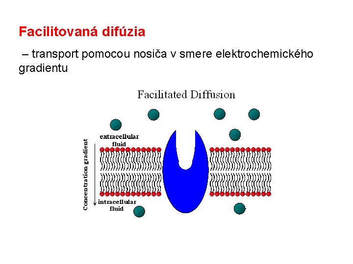 Facilitovaná difúzia – transport pomocou nosiča v smere elektrochemického gradientu 