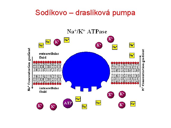 Sodíkovo – draslíková pumpa 