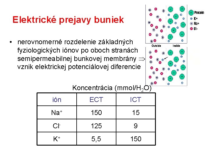 Elektrické prejavy buniek • nerovnomerné rozdelenie základných fyziologických iónov po oboch stranách semipermeabilnej bunkovej