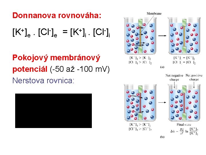 Donnanova rovnováha: [K+]e. [Cl-]e = [K+]i. [Cl-]i Pokojový membránový potenciál (-50 až -100 m.