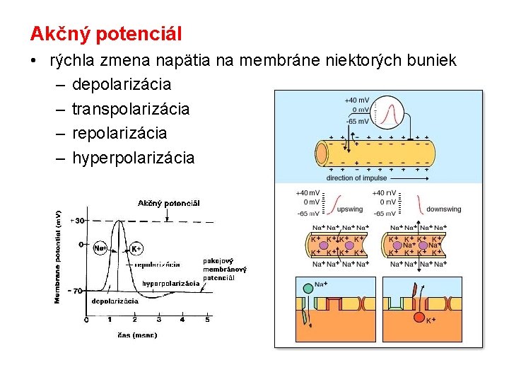 Akčný potenciál • rýchla zmena napätia na membráne niektorých buniek – depolarizácia – transpolarizácia