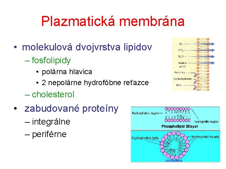 Plazmatická membrána • molekulová dvojvrstva lipidov – fosfolipidy • polárna hlavica • 2 nepolárne