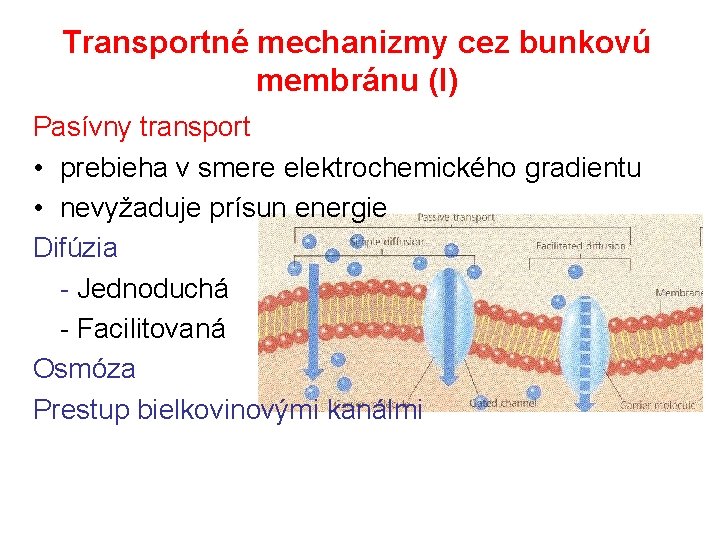 Transportné mechanizmy cez bunkovú membránu (I) Pasívny transport • prebieha v smere elektrochemického gradientu