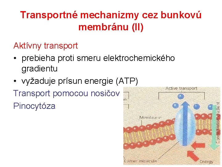 Transportné mechanizmy cez bunkovú membránu (II) Aktívny transport • prebieha proti smeru elektrochemického gradientu