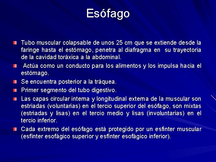 Esófago Tubo muscular colapsable de unos 25 cm que se extiende desde la faringe