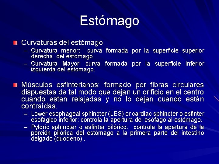 Estómago Curvaturas del estómago – Curvatura menor: curva formada por la superficie superior derecha