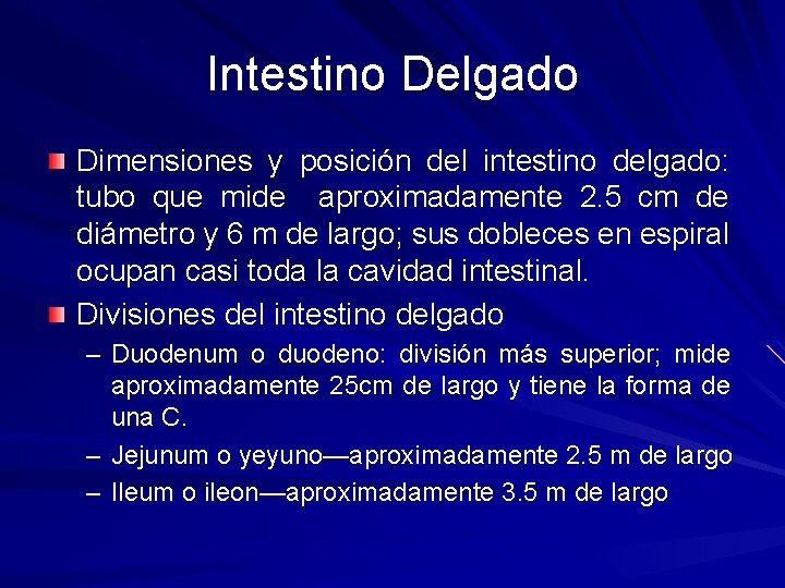 Intestino Delgado Dimensiones y posición del intestino delgado: tubo que mide aproximadamente 2. 5