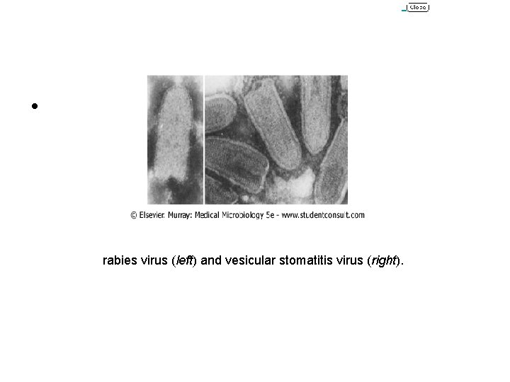  • rabies virus (left) and vesicular stomatitis virus (right). 