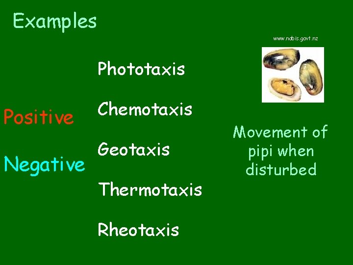 Examples www. nabis. govt. nz Phototaxis Positive Negative Chemotaxis Geotaxis Thermotaxis Rheotaxis Movement of