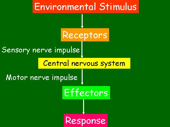 Environmental Stimulus Receptors Sensory nerve impulse Central nervous system Motor nerve impulse Effectors Response