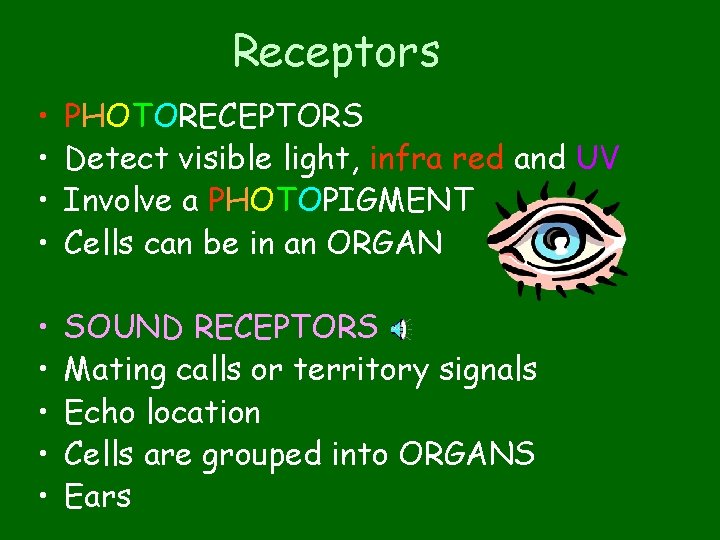 Receptors • • PHOTORECEPTORS Detect visible light, infra red and UV Involve a PHOTOPIGMENT