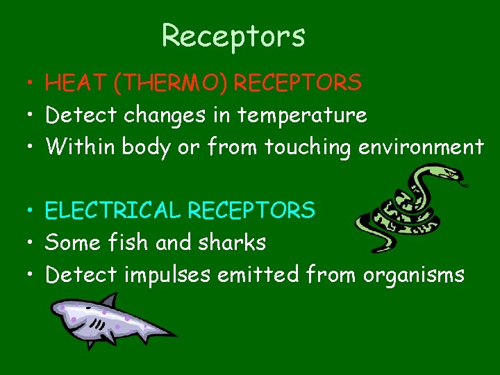 Receptors • HEAT (THERMO) RECEPTORS • Detect changes in temperature • Within body or