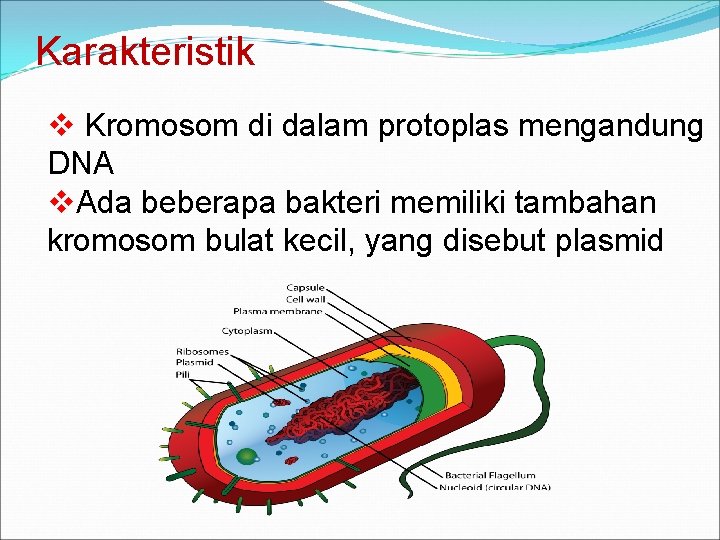 Karakteristik v Kromosom di dalam protoplas mengandung DNA v. Ada beberapa bakteri memiliki tambahan