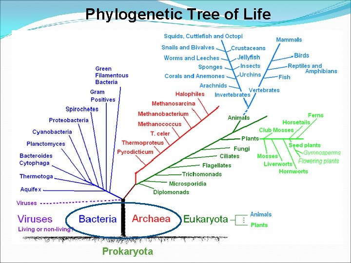 Phylogenetic Tree of Life Prokaryota 