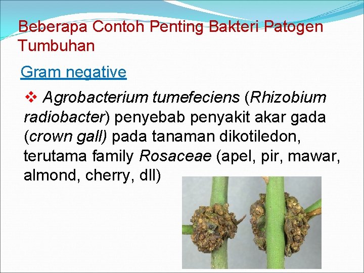 Beberapa Contoh Penting Bakteri Patogen Tumbuhan Gram negative v Agrobacterium tumefeciens (Rhizobium radiobacter) penyebab