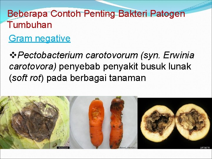 Beberapa Contoh Penting Bakteri Patogen Tumbuhan Gram negative v. Pectobacterium carotovorum (syn. Erwinia carotovora)