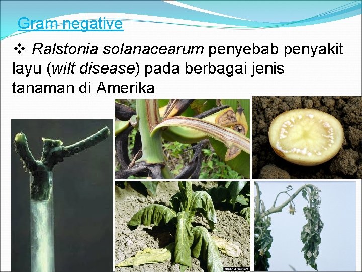 Gram negative v Ralstonia solanacearum penyebab penyakit layu (wilt disease) pada berbagai jenis tanaman