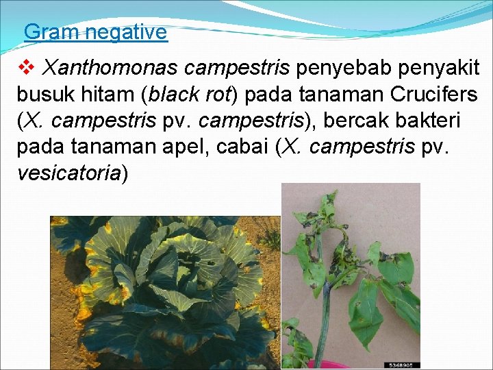 Gram negative v Xanthomonas campestris penyebab penyakit busuk hitam (black rot) pada tanaman Crucifers