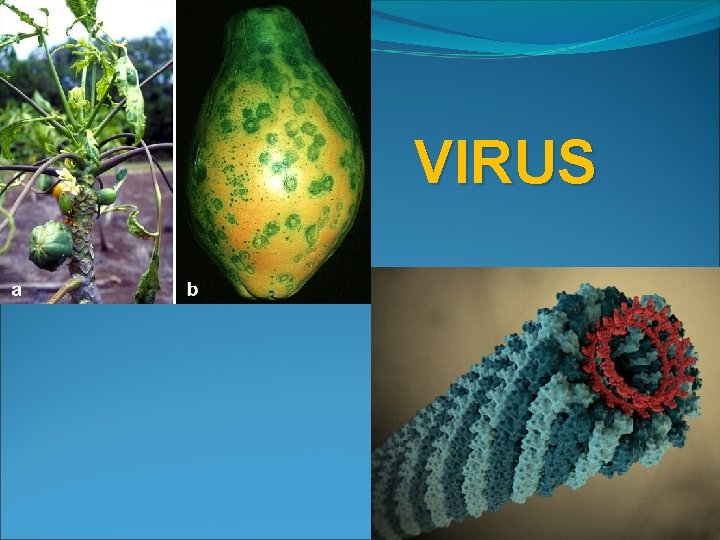 VIRUS 
