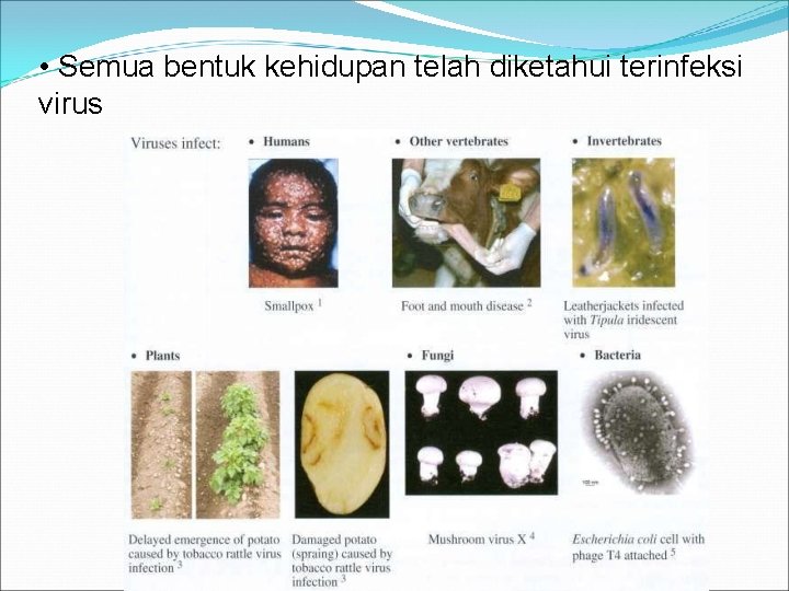  • Semua bentuk kehidupan telah diketahui terinfeksi virus 