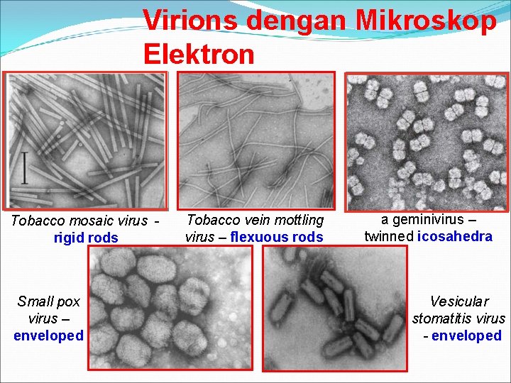 Virions dengan Mikroskop Elektron Tobacco mosaic virus rigid rods Small pox virus – enveloped