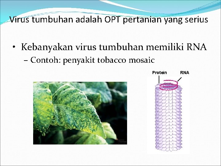 Virus tumbuhan adalah OPT pertanian yang serius • Kebanyakan virus tumbuhan memiliki RNA –