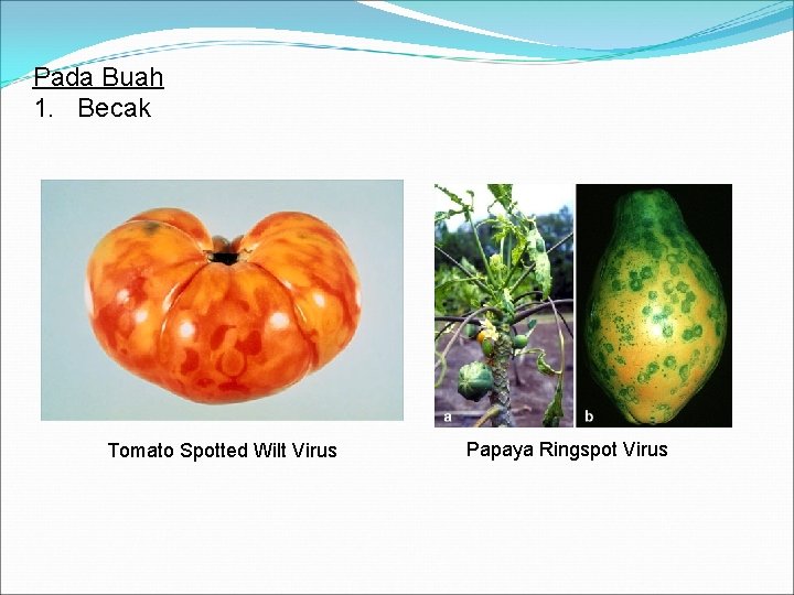 Pada Buah 1. Becak Tomato Spotted Wilt Virus Papaya Ringspot Virus 