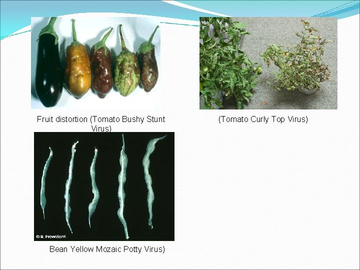 Fruit distortion (Tomato Bushy Stunt Virus) Bean Yellow Mozaic Potty Virus) (Tomato Curly Top