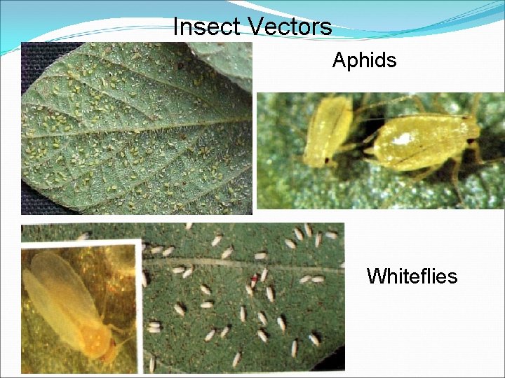 Insect Vectors Aphids Whiteflies 