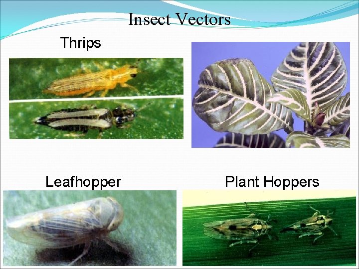 Insect Vectors Thrips Leafhopper Plant Hoppers 