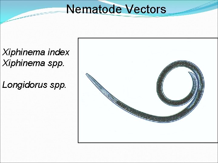 Nematode Vectors Xiphinema index Xiphinema spp. Longidorus spp. 