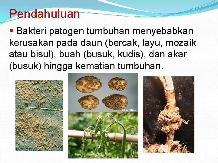 Pendahuluan § Bakteri patogen tumbuhan menyebabkan kerusakan pada daun (bercak, layu, mozaik atau bisul),