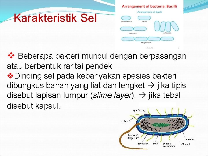 Karakteristik Sel v Beberapa bakteri muncul dengan berpasangan atau berbentuk rantai pendek v. Dinding