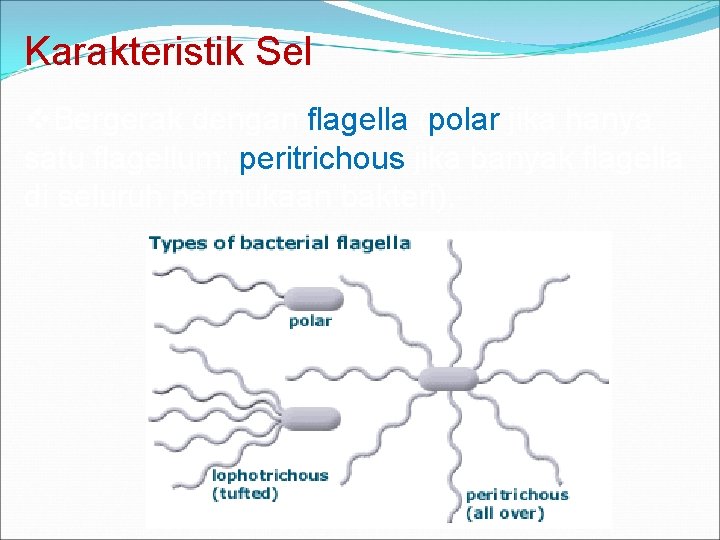 Karakteristik Sel v. Bergerak dengan flagella (polar jika hanya satu flagellum; peritrichous jika banyak