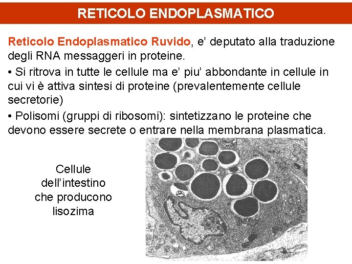 RETICOLO ENDOPLASMATICO Reticolo Endoplasmatico Ruvido, e’ deputato alla traduzione degli RNA messaggeri in proteine.