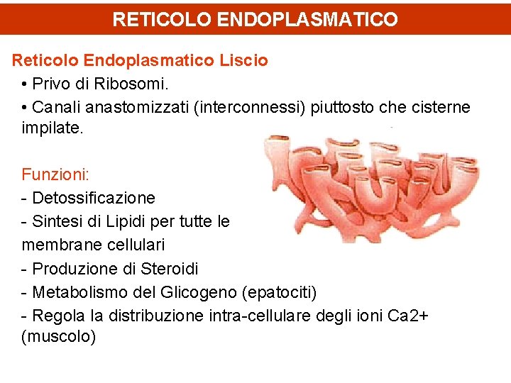 RETICOLO ENDOPLASMATICO Reticolo Endoplasmatico Liscio • Privo di Ribosomi. • Canali anastomizzati (interconnessi) piuttosto