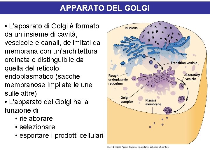 APPARATO DEL GOLGI • L’apparato di Golgi è formato da un insieme di cavità,