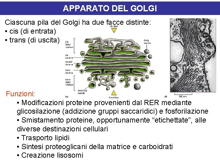 APPARATO DEL GOLGI Ciascuna pila del Golgi ha due facce distinte: • cis (di