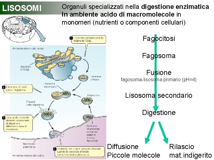 LISOSOMI Organuli specializzati nella digestione enzimatica in ambiente acido di macromolecole in monomeri (nutrienti