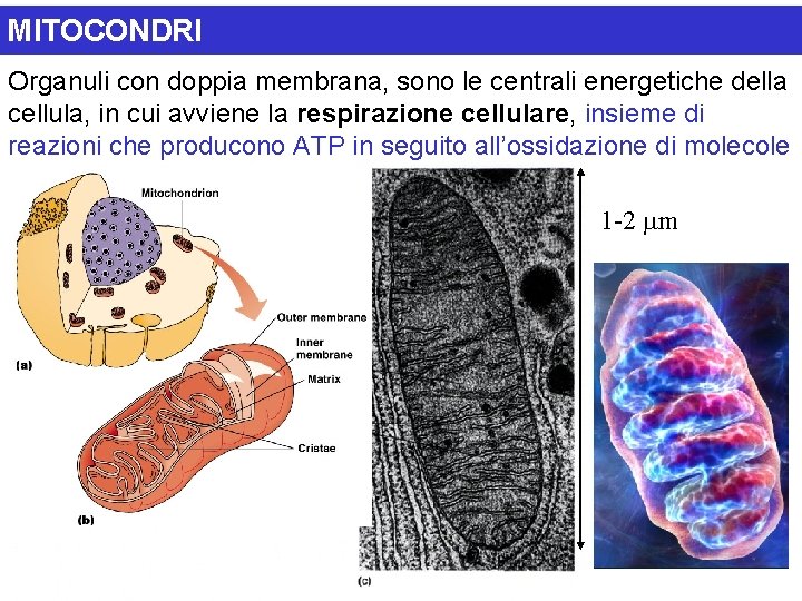 MITOCONDRI Organuli con doppia membrana, sono le centrali energetiche della cellula, in cui avviene
