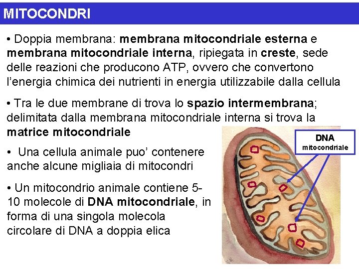 MITOCONDRI • Doppia membrana: membrana mitocondriale esterna e membrana mitocondriale interna, ripiegata in creste,