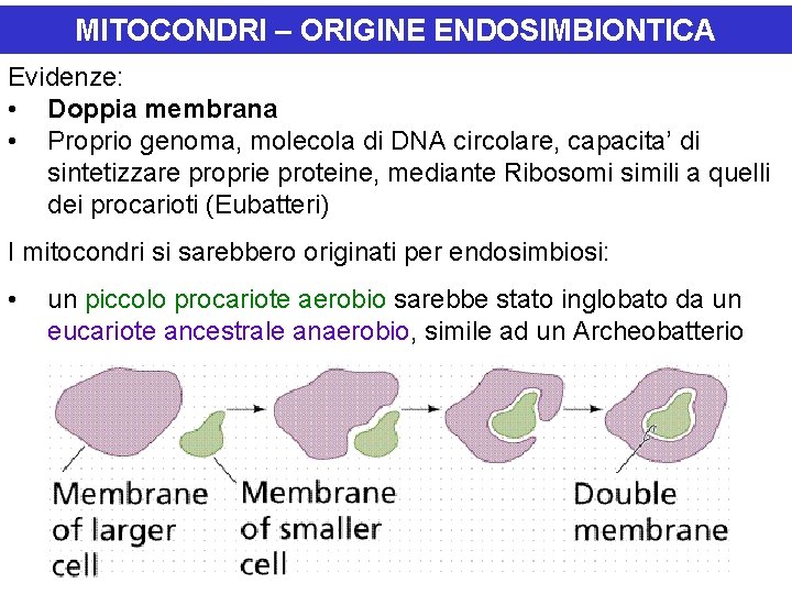 MITOCONDRI – ORIGINE ENDOSIMBIONTICA Evidenze: • Doppia membrana • Proprio genoma, molecola di DNA