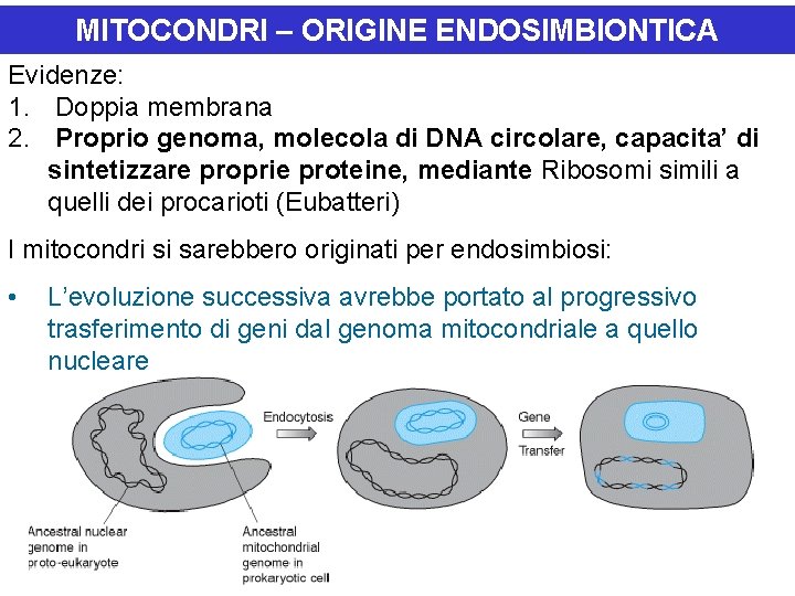 MITOCONDRI – ORIGINE ENDOSIMBIONTICA Evidenze: 1. Doppia membrana 2. Proprio genoma, molecola di DNA